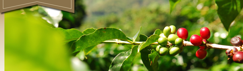 Coffee beans on a branch